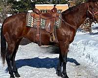 horsemanship-quarter-horse