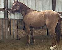 barrel-quarter-horse