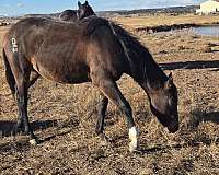 quarter-horse-for-sale