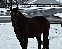 draft-horse