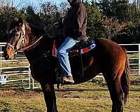 draft-horse-for-sale