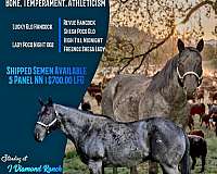 blue-roan-draft-mare-stallion