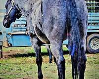 buckskin-draft-mare-stallion