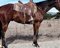 double-registered-quarter-horse