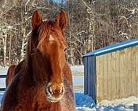 all-around-quarter-horse