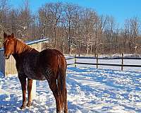 barrel-quarter-horse