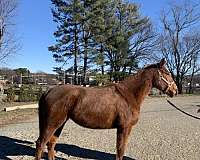 chestnut-thoroughbred-mare