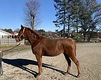 chestnut-mare-for-sale