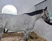 breeding-thoroughbred-horse