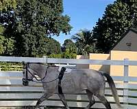 flashy-thoroughbred-horse