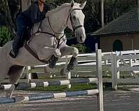 athletic-thoroughbred-horse