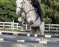 equitation-thoroughbred-horse