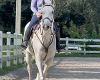 hunter-thoroughbred-horse