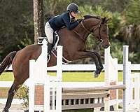 athletic-thoroughbred-horse