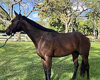 breeding-thoroughbred-horse