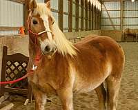 endurance-haflinger-horse