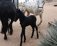 friesian-filly-foal