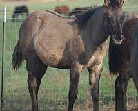 carries-expresses-roan-no-white-markings-horse