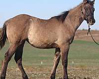 grulla-carries-expresses-roan-no-white-markings-horse