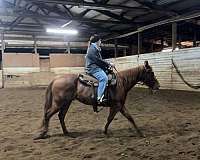 quarter-horse-for-sale