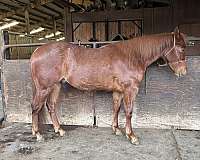 quarter-horse-gelding