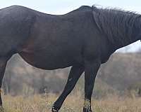 homozygous-roan-no-white-markings-horse