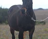 bay-roan-homozygous-roan-no-white-markings-horse