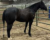 athletic-quarter-horse