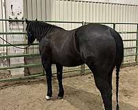 barrel-racing-quarter-horse