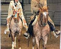 all-around-appaloosa-horse