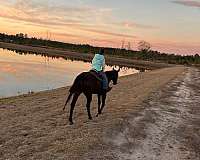 black-socks-no-white-horse