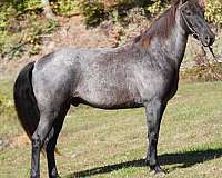 blue-roan-rmha-gelding