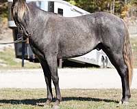 double-reg-rocky-mountain-horse