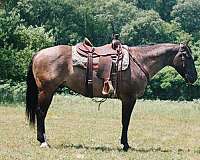 all-around-quarter-horse