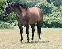 athletic-quarter-horse