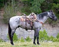 all-around-quarter-horse