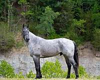 athletic-quarter-horse