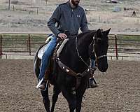 quarter-horse-gelding