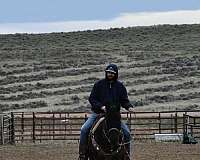 family-safe-kids-horse-roping-ranch-broke-quarter