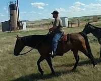 safe-family-kids-quarter-horse