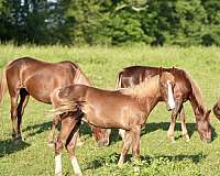 halter-mountain-pleasure-horse