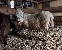 white-halter-donkey