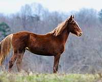 stallion-mountain-pleasure-horse