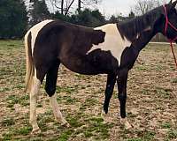 aqha-paint-filly-mare