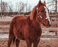 chestnut-filly-for-sale