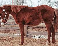 chestnut-morgan-filly