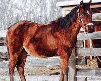 performance-canadian-quarter-horse