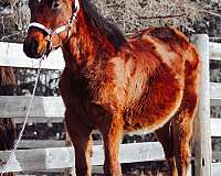 halter-canadian-quarter-horse