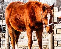 hunter-under-saddle-canadian-quarter-horse