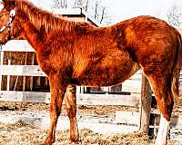 hunter-canadian-quarter-horse